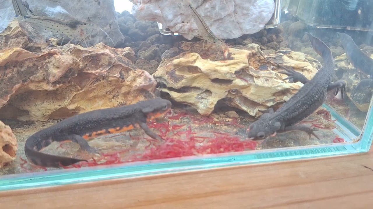 アカハライモリブラザーズのモリ蔵と茶太郎のモグモグタイム(笑)　ダイニングスペースを作った！