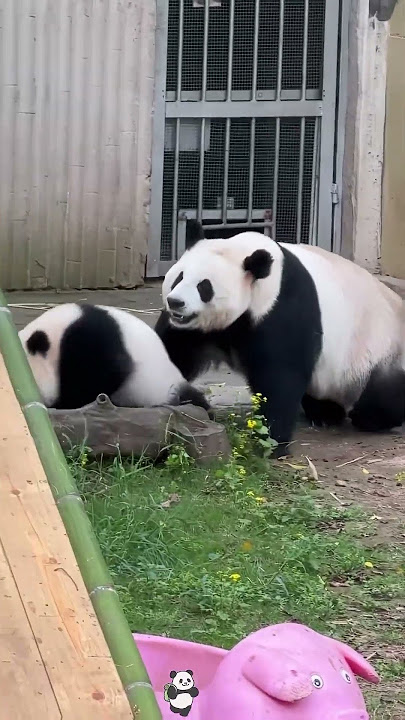 Panda core 🐼Naughty baby panda 😅#foryou #cute #funny #foryoupage #panda #funnyvideos #relax #Love
