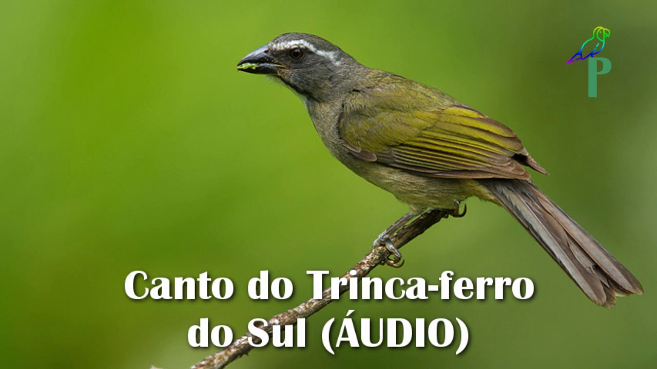 Som Do Trinca Ferro - RETOEDU