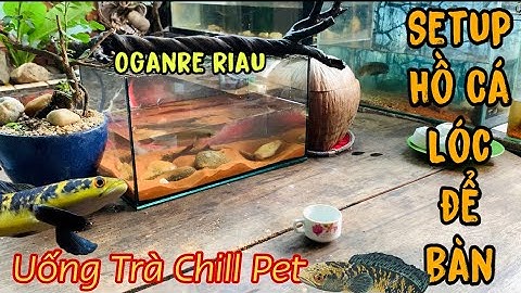 Setup hồ Cá Lóc để bàn uống trà Oganre Riau-Chim Chào Mào gen Thái Salem đã đẽ lại