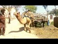 Camel zoor lgaty huwy