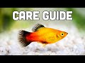 Platy Fish Care Guide (aka My Favorite Livebearer for Beginners)