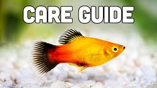 Platy Fish Care Guide (aka My Favorite Livebearer for Beginners) screenshot 1