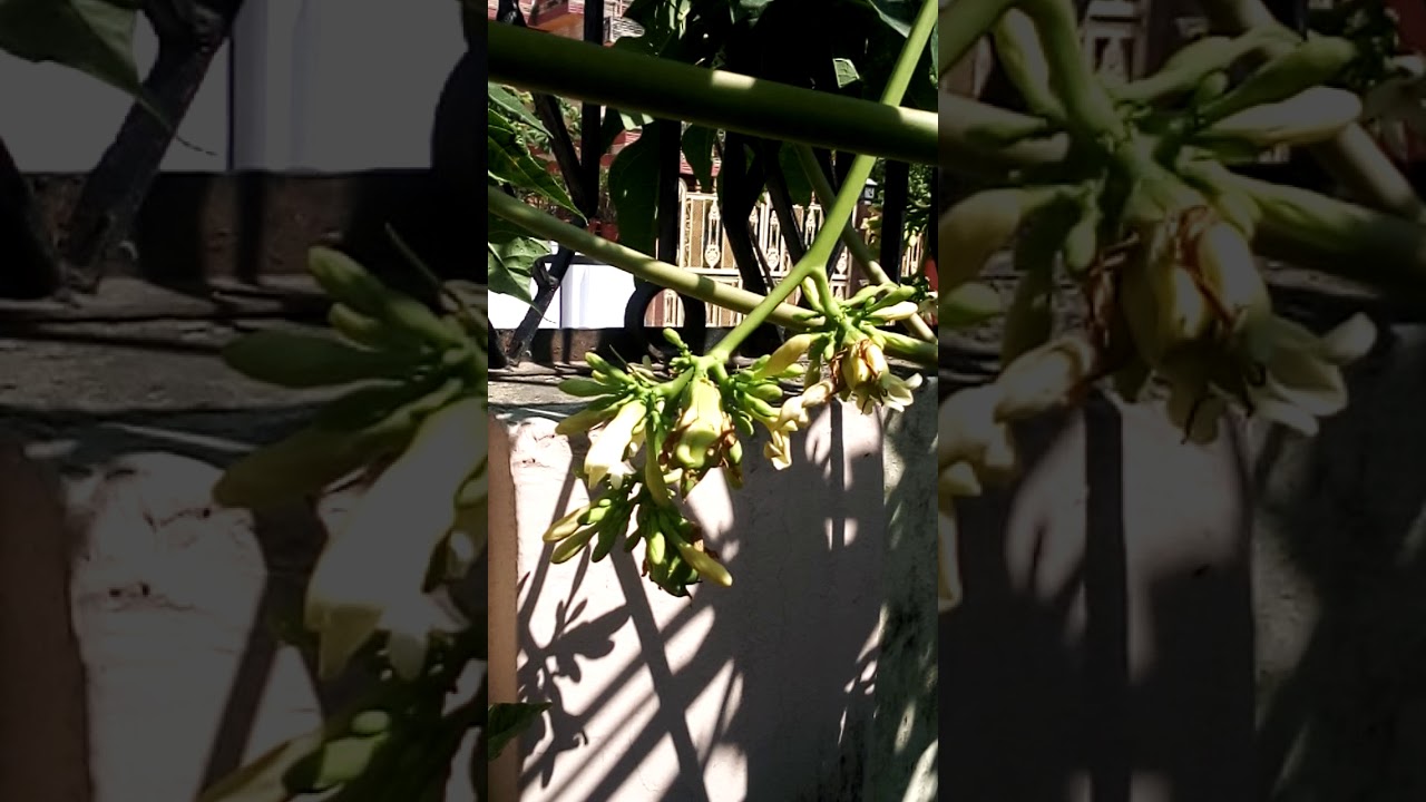 Papaya tree me phool aane par upay