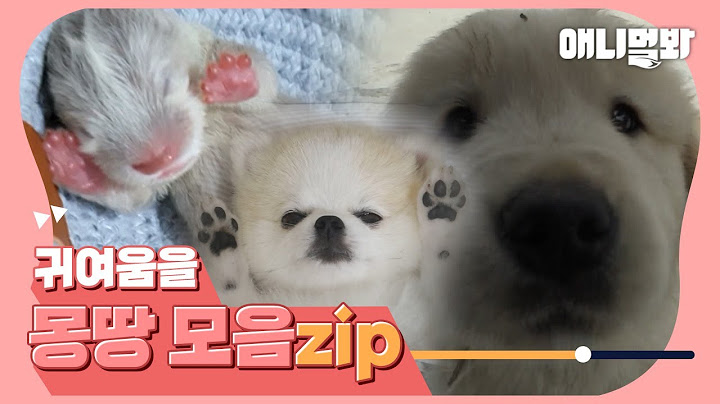 [귀여운동물모음집]💞귀여운 동물 보고 싶은 사람 이 영상이면 다 끝ㅣCute animals binge -watching더보기
