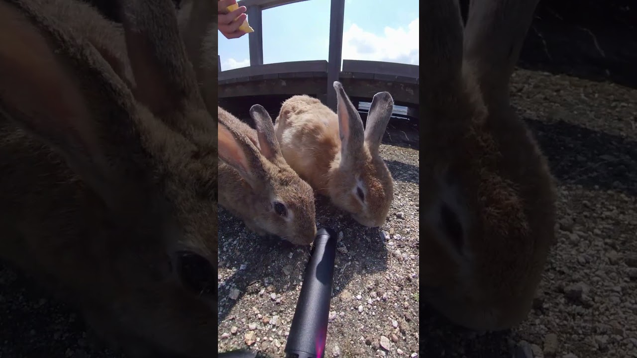 Can I get food!? Hurry, hurry! 