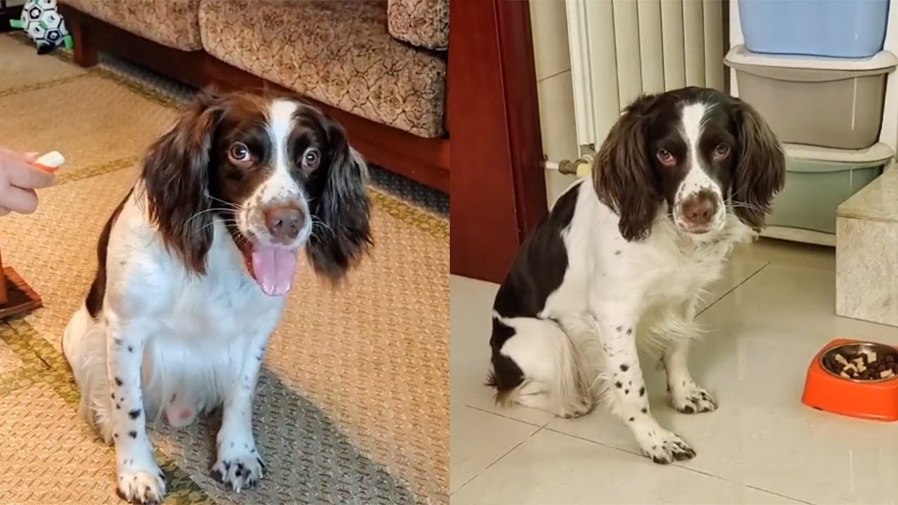 仔仔：没凭没据的，栽赃，绝对是栽赃……#我家毛孩子 #家有萌宠 #萌宠日常记录