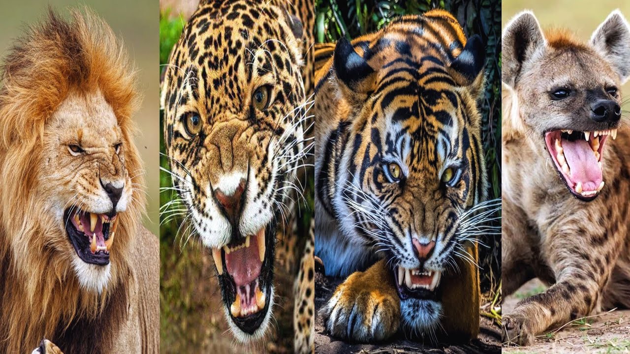 os felinos com a mordida mais forte do mundo animal selvagem - YouTube