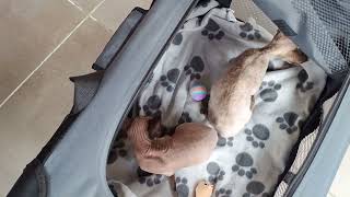 ASTRA TOSIA & NADA Pożegnanie i kila słów o dużym transporterku dla kota #kropelkadevonrex 😻 by KROPELKA Devon Rex 10 views 11 days ago 1 minute, 4 seconds