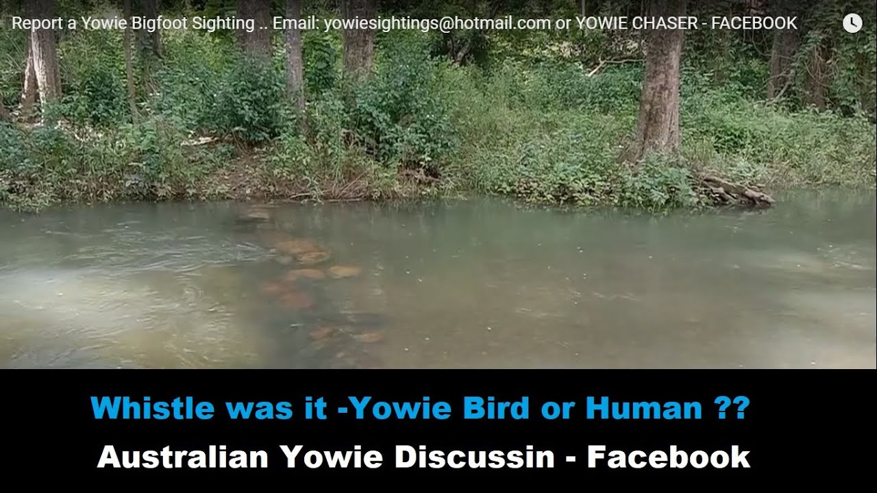 White Cedar Park || Australian Yowie Discussion