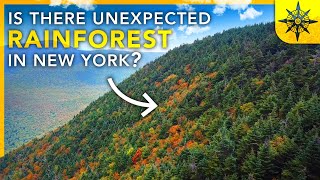 Is there A RAINFOREST in New York? by Atlas Pro 457,974 views 6 months ago 44 minutes
