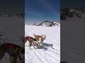 HUSKY LOVE!  Dogsledding on an Alaskan Cruise