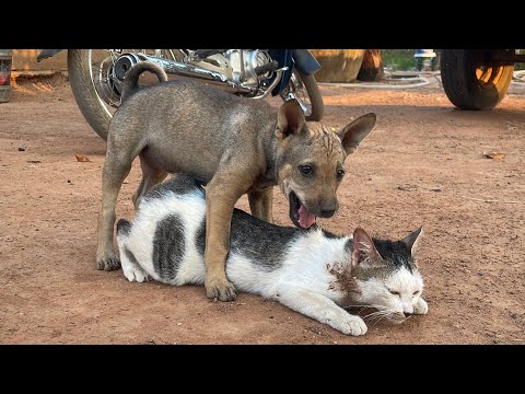 CatS Love ❤ | Dog mating cat in Heat