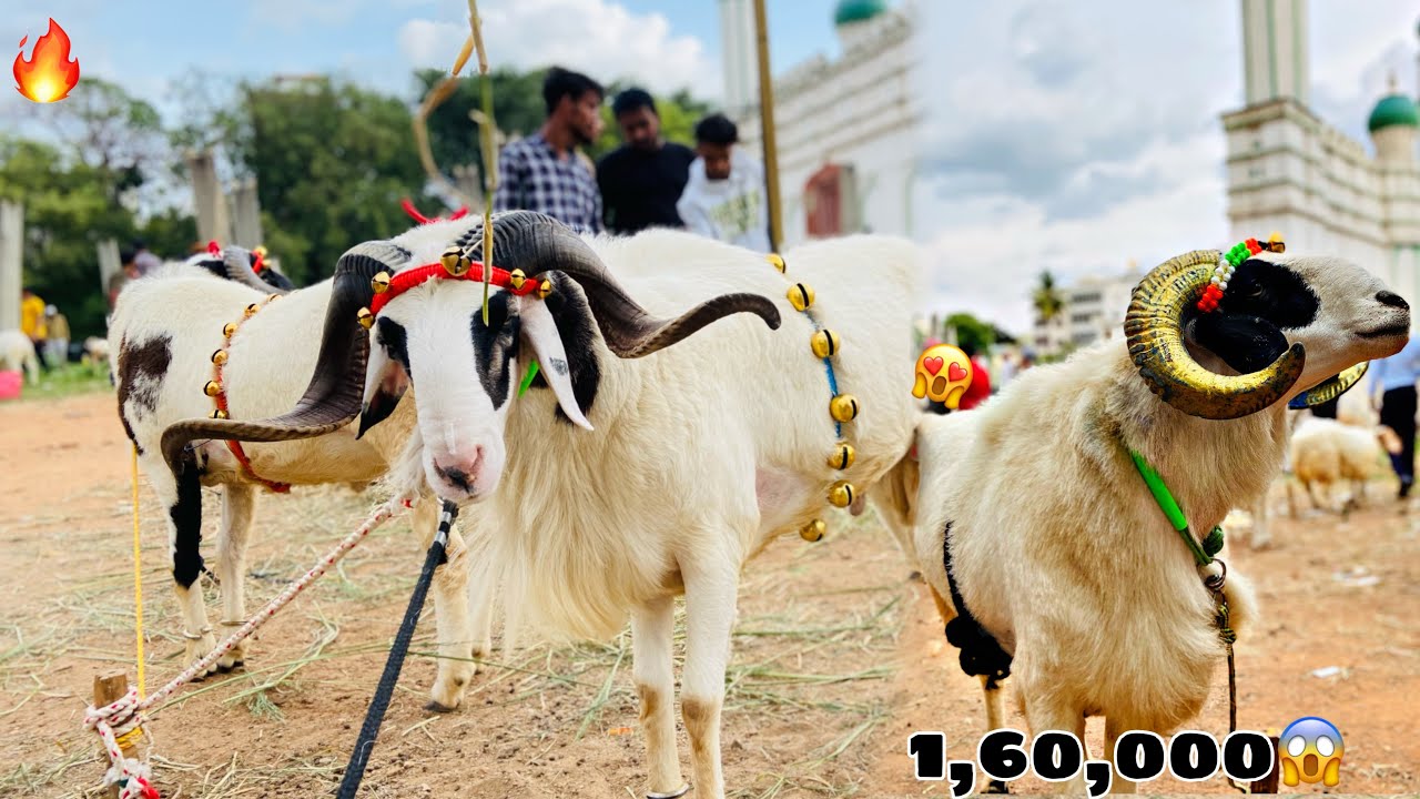 Legendary Sheep’s In Chamarajpet😍 | One Pair 1,60,000😨