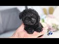 Bay Area families buy puppies online, find out it's a scam