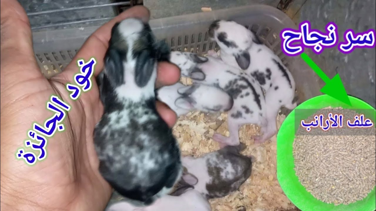سر نجاح الرضاعة الحبيسة للأرانب صغار