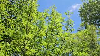 Aesculus hippocastanum 'Digitata' jírovec maďal