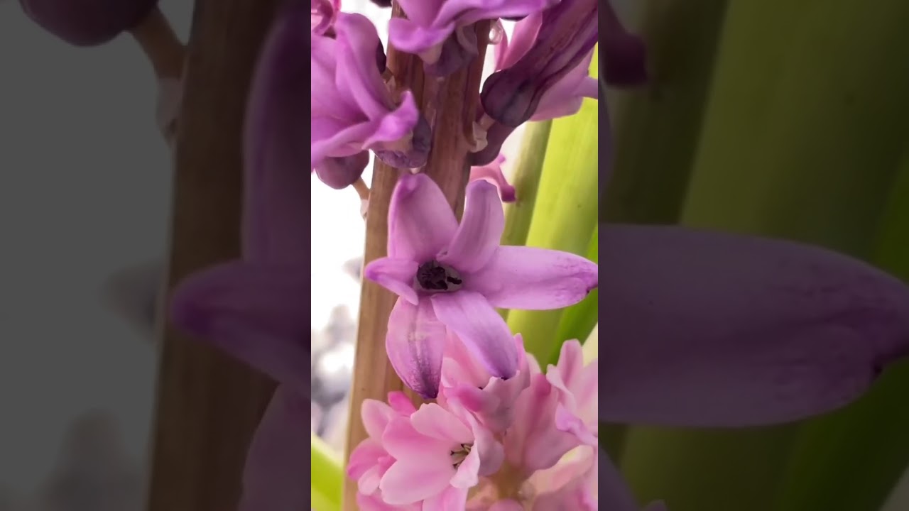 Painting Flower with Markers | Botanical Journal