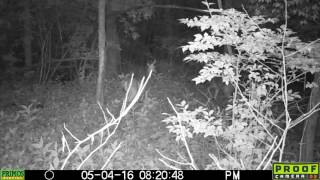 SNR Trailcam | Why do deer snort?