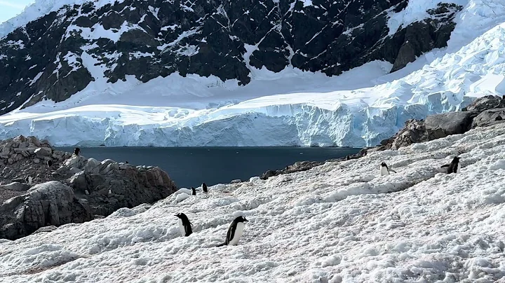 Gentoo penguins at Antarctica Peninsula