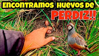 Encontramos  extraños huevos de Perdiz