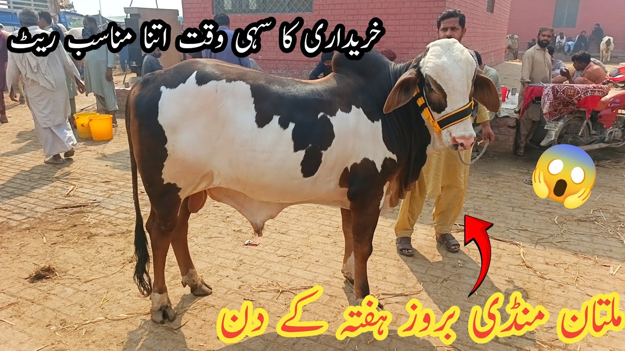 Janwar Ka Rates Ma itne Kami 🤓|| Multan cow Mandi || @MultanAnimalLovers 