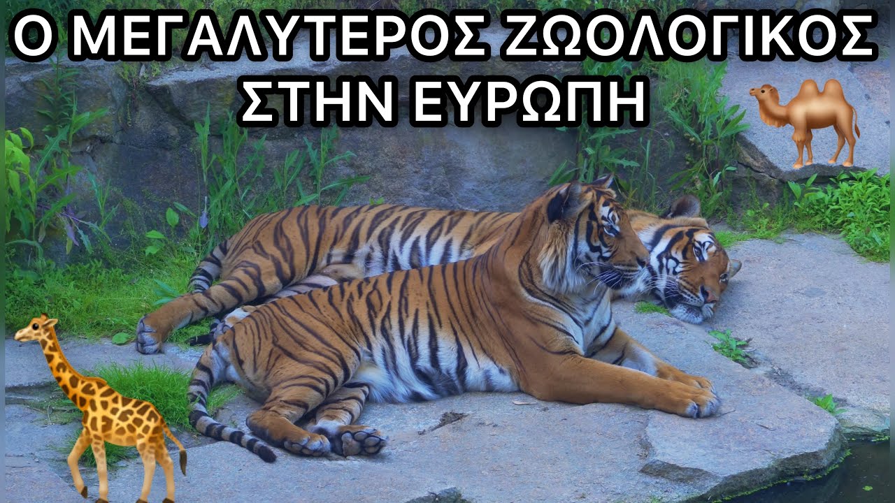 ΖΩΟΛΟΓΙΚΟΣ ΚΗΠΟΣ ΒΕΡΟΛΙΝΟΥ (Τίγρεις,Τσιτάχ,Πάνθηρες)