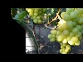 Вирощування винограду в умовах півночі України 2017