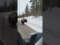 Yellowstone Bison long winter safe at last