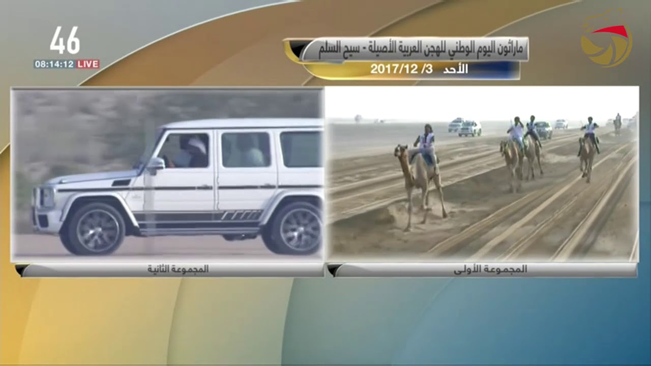 ماراثون اليوم الوطني للهجن  - 24 كم - سيح السلم  3-12-2017