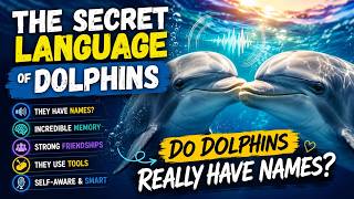 The Secret Language of Dolphins | Do Dolphins Really Have Names?