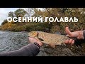 Осенний Голавль, ТОП Приманок, Как и Где искать Голавля! #спиннинг #голавль #рыбалка
