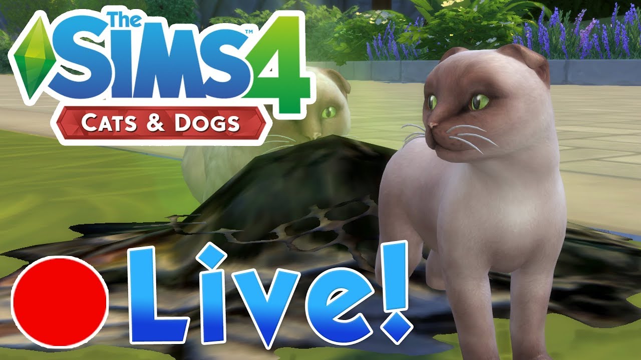 Sims 4: Cats & Dogs • The Mayor's Secret Kittens & Searching Stray ...