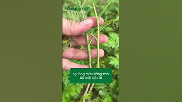 Đừng nhầm lẫn giữa ngải cứu và ngải tây! 🌿#caythuocquy#dongy#caythuoc#thaoduoc#meovat#suckhoe#shorts