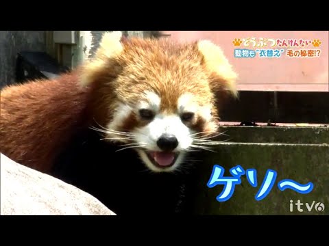 動物も“衣替え”　毛の秘密？！