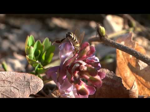 Videó: A Corydalis egy virág. Leírás és fotó. erdei virágok