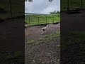 梅雨入りしたいつものドッグランで走るオーデンくん。 #スタンダードプードル#犬動画 #dog