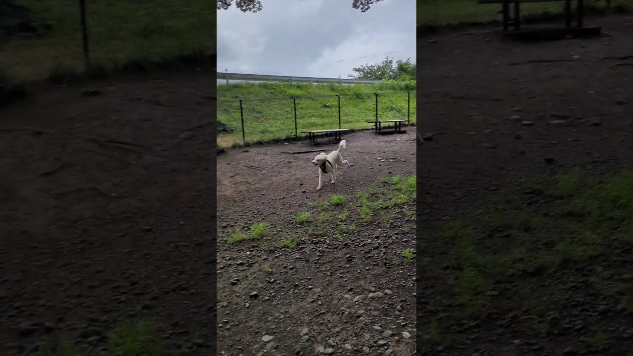 梅雨入りしたいつものドッグランで走るオーデンくん。 #スタンダードプードル#犬動画 #dog