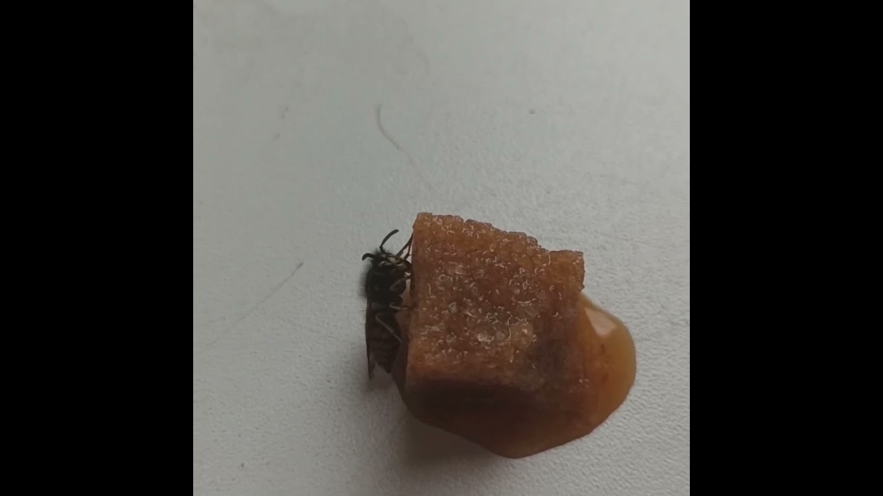 пчелы любят сахар тростниковый