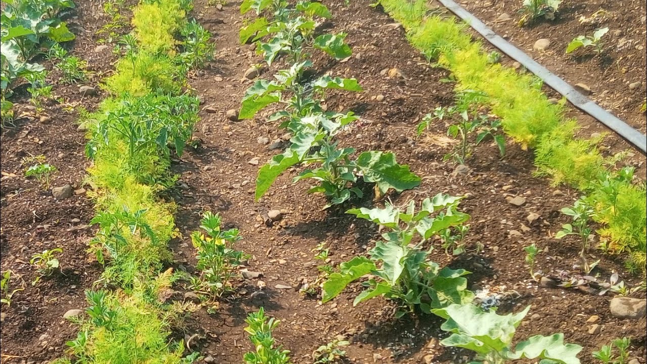 वांगी लागवड फुलकळी