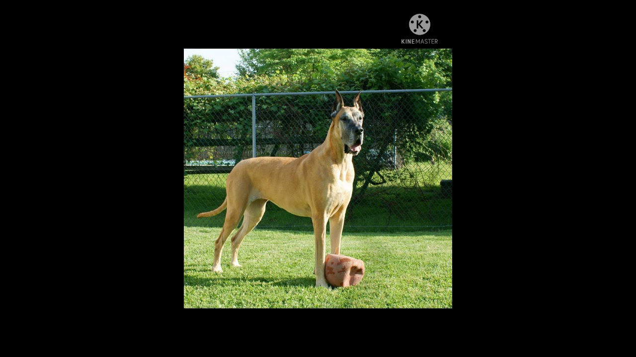 GREAT DANE DOG IMAGES 🐕🐕🐕