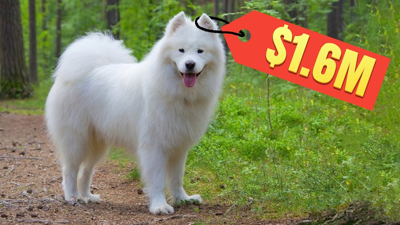 Top 5 Most Expensive Dogs In The World AFFLUENTOLOGY YouTube