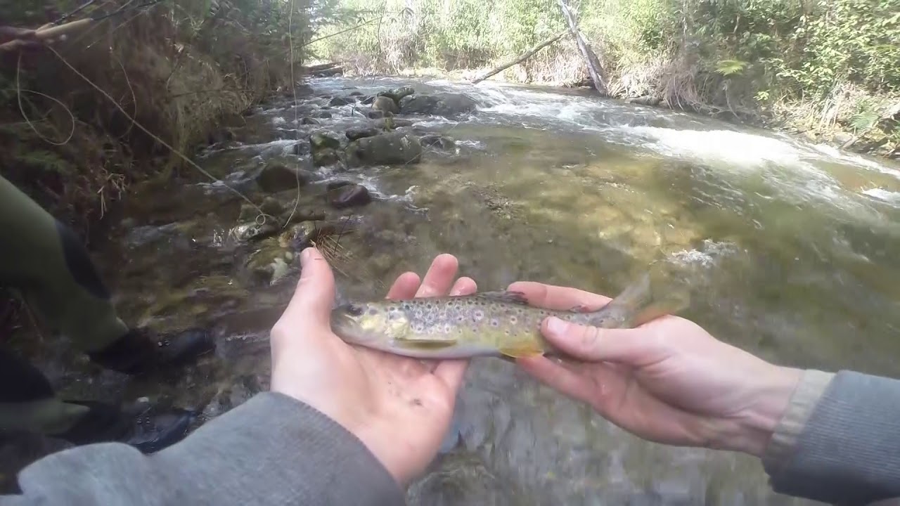 Fly Fishing Victorian Streams - YouTube