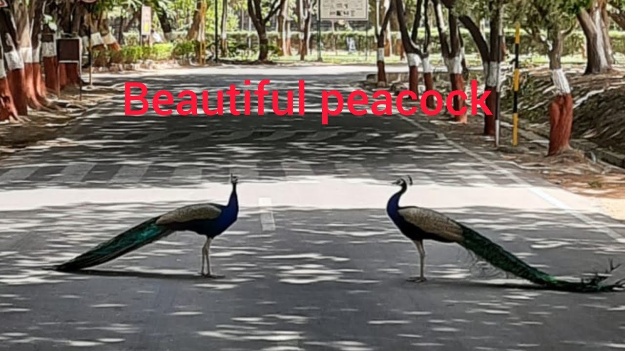 😱😱peacock Real Video,Peacock sound of peacock ! Real peacock real beauty. 🦚🦚