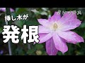 クレマチスの挿し木が発根したので鉢上げ