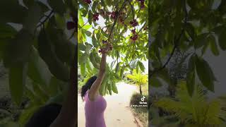 🇬🇾Guyana Cashew or Trinidad 🇹🇹 Pomerac #shiv_diana #fruit #fresh