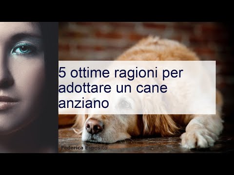 Video: 5 motivi per adottare un cane anziano