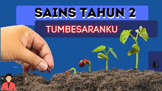 Sains Tahun 2-Tumbesaranku