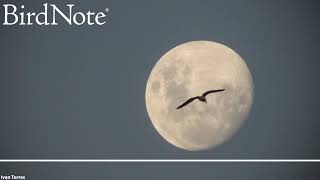 Moon-Watching for Migrating Birds
