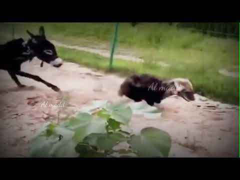 شاهد كيف أنتقمت أنثى الحمار لابنها من الضبع الذي أكله
